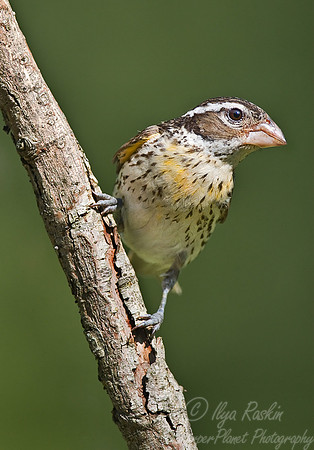 065 Rose-breasted Crosbeak female - PA