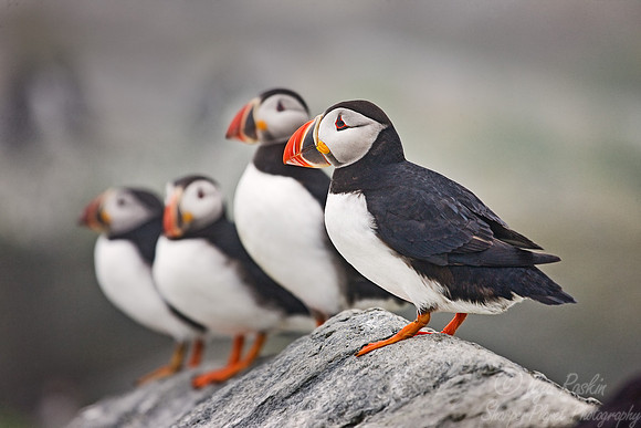 015 Atlantic Puffins (Fratercula arctica) - Machias Seal Island - Canada
