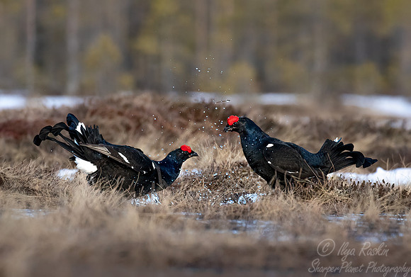 051 Black grouse (Lyrurus tetrix) - Finland
