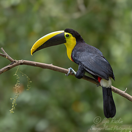 755 Choco toucan (Ramphastos brevis) - Ecuador