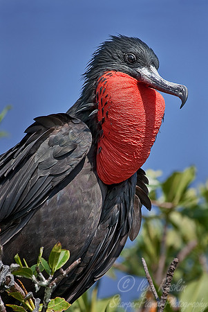 010 Magnificent Frigatebird (Fregata magnificens) male - Belize