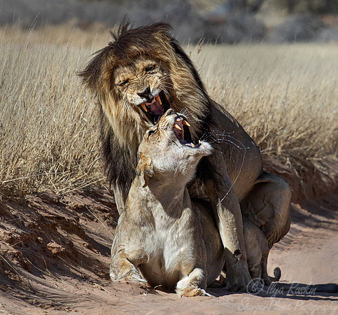 161 Lions (Panthera leo) - Kgalagadi Transfrontier Park SA