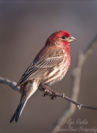 005 Purple Finch - NJ