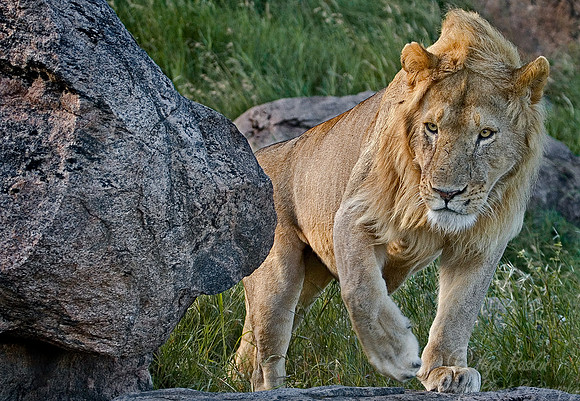 008_Lion_Tanzania