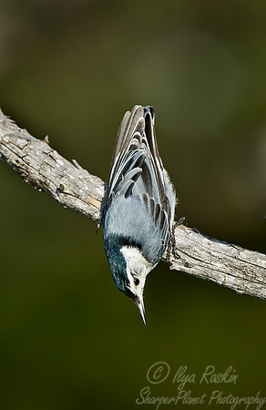 058 White-breasted Nuthatch - MI