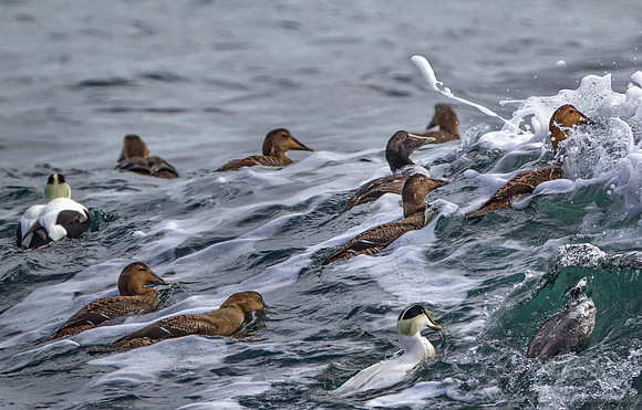 134 Common Eiders (Somateria mollissima) - RI