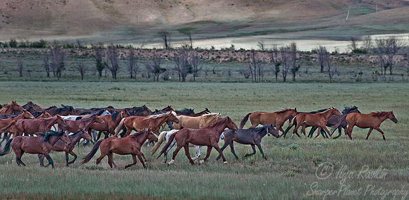084 Southern Kazakhstan