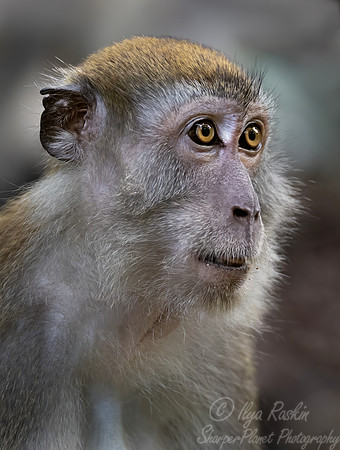 235 Crab-eating or long-tailed macaque (Macaca fascicularis) - Sumatra Indonesia