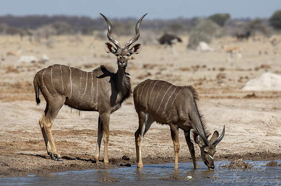386 Greater kudu (Tragelaphus strepsiceros) - Botswana
