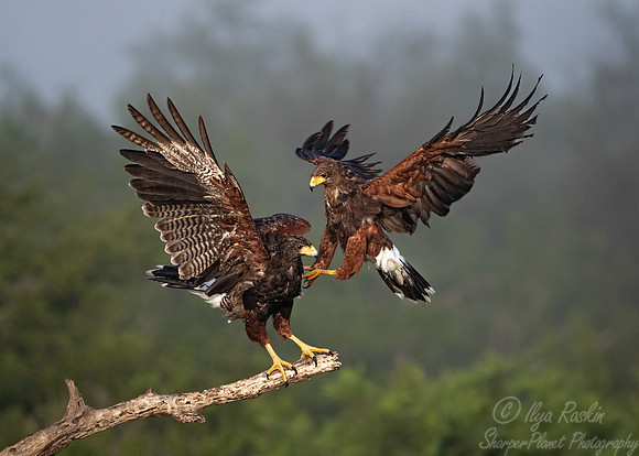 361 Harris's hawks (Parabuteo unicinctus) - TX