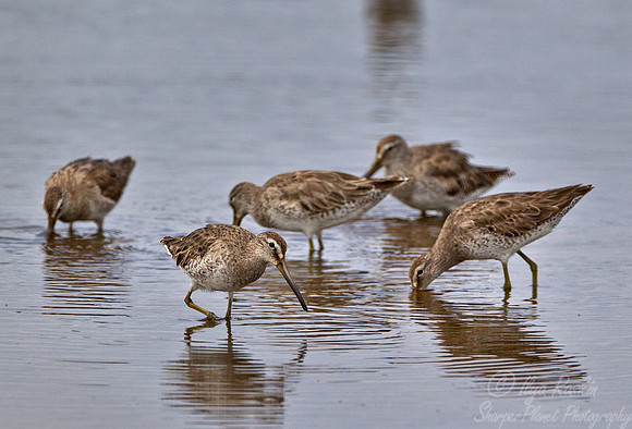 115 Short-billed Dowitcher (Limnodromus griseus) - ME