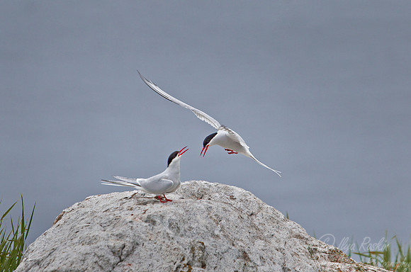 104 Arctic Terns (Sterna paradisaea) - ME