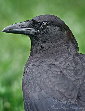 049 Raven - FL