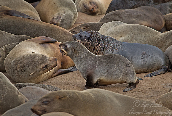 040 Brown Fur Seals (Arctocephalus pusillus) - Namibia