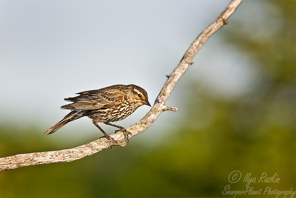 053 Red-winged Blackbird female - MI