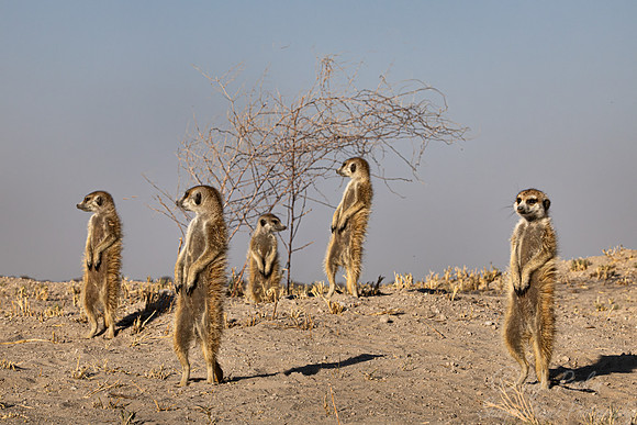243 Meerkats or suricates (Suricata suricatta) - Botswana