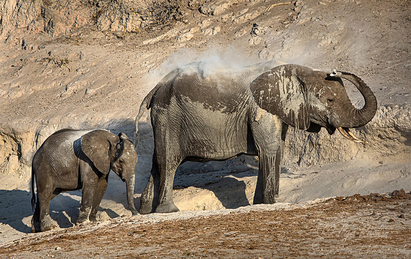 130 African Bush Elephant (Loxodonta africana) - Botswana