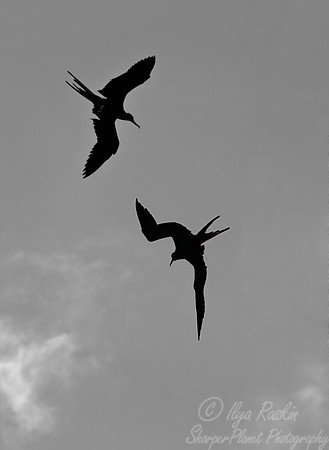 073 Magnificent Frigatebirds (Fregata magnificens) Galapagos Ecuador