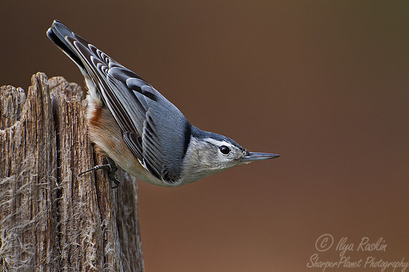 083 White-breasted Nuthatch (Sitta carolinensis) - NJ