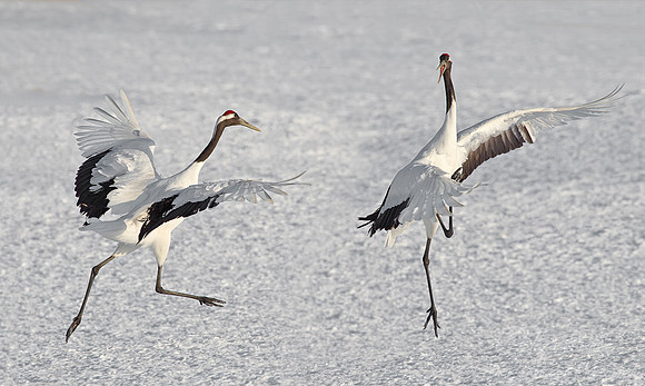 062 Red-crowned Cranes (Grus japonensis) - Hokkaido Japan