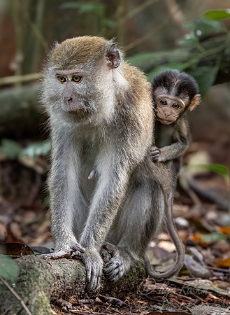 240 Crab-eating or long-tailed macaques (Macaca fascicularis) - Sumatra Indonesia