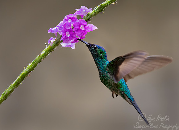 405 Violet-capped woodnymph (Thalurania glaucopis) - Brazil Atlantic forest