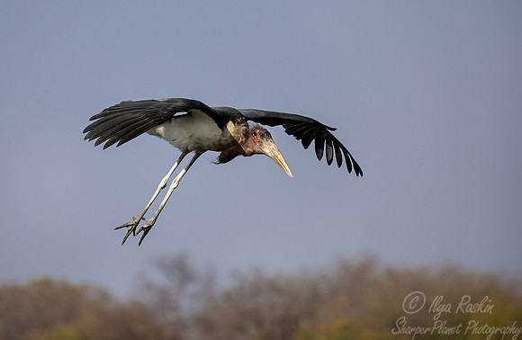 354 Marabou stork (Leptoptilos crumenifer) - Botswana