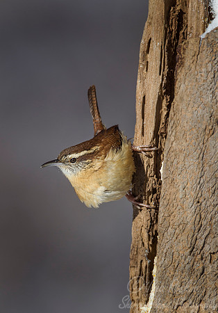 098 House Wren (Troglodytes aedon) - NJ