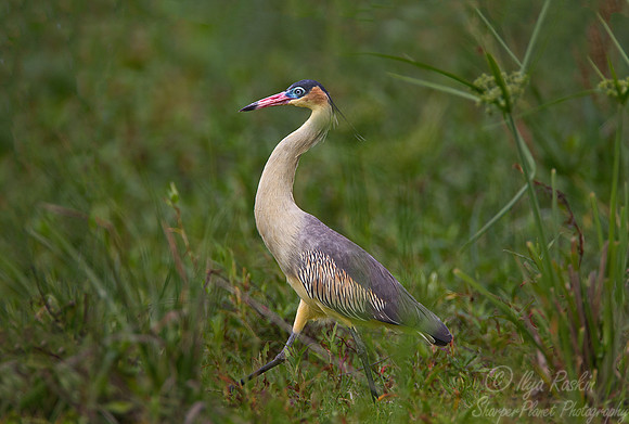 161 Whistling Heron (Syrigma sibilatrix) - Ibera Wetlands Argentina