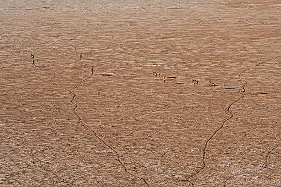 357 Red hartebeests (Alcelaphus buselaphus caama) - Kgalagadi Transfrontier Park SA