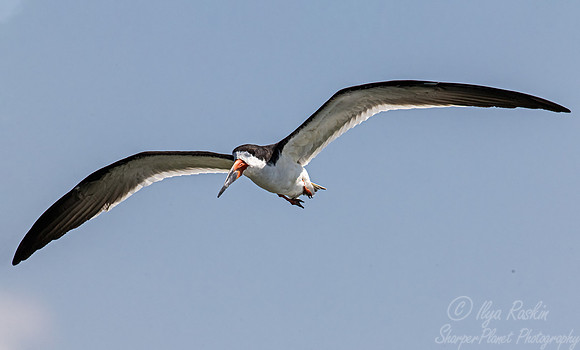 329 Black skimmer (Rynchops niger) - SC