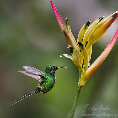 529 Green thorntail (Discosura conversii) - Ecuador