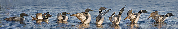 059 Common Loon - MI