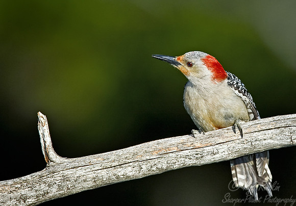 030 Red-bellied Woodpecker - MI