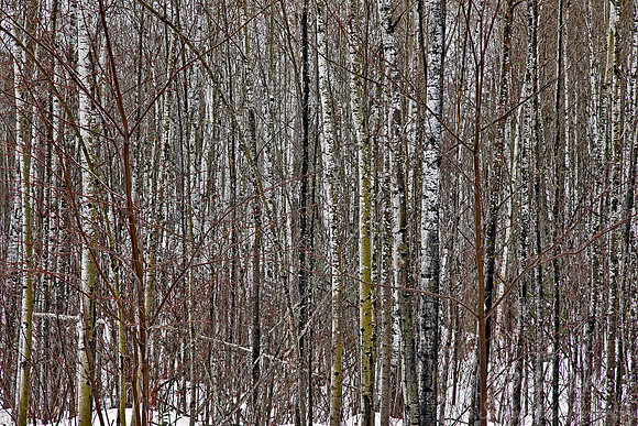 076_Northern Minnesota