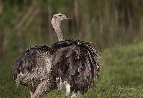 063 Greater Rhea (Rhea americana) - Ibera Wetlands Argentina