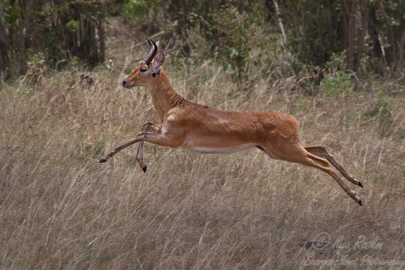 094 Bohor Reedbuck (Redunca redunca) - Masai Mara Kenya