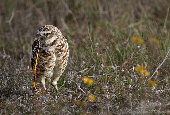 144 Burrowing Owl (Athene cunicularia) FL