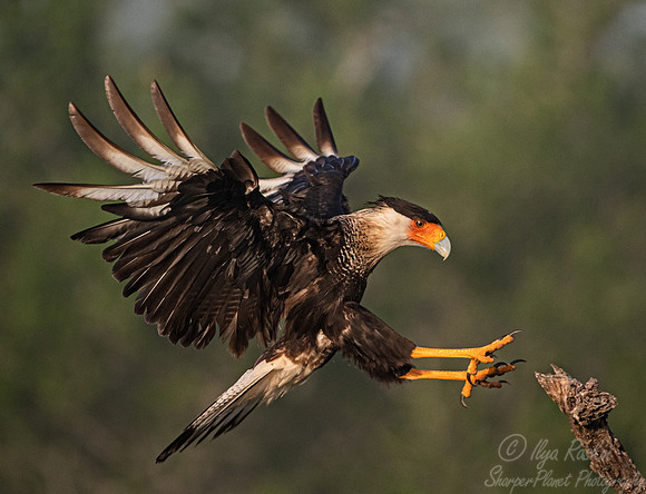 365 Crested caracara (Caracara plancus) - TX