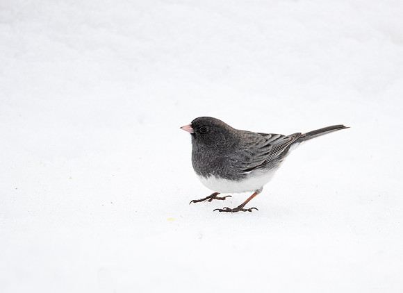 130 Oregon dark-eyed junco (Junco hyemalis) - CO