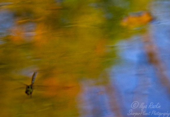 013_Dragon Fly in Flight_PA