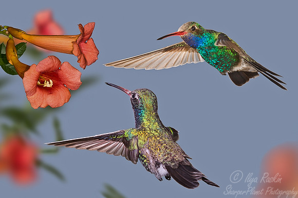 024 Broadbill male - AZ
