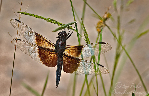 017_Dragonfly_PA