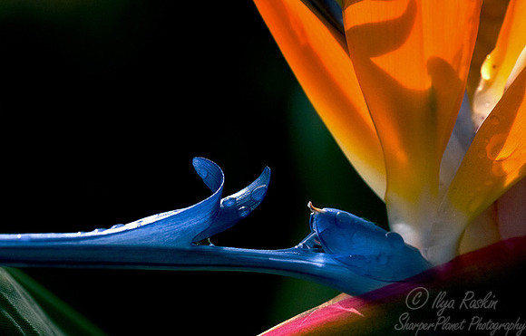 005_Birds of Paradise macro_CA