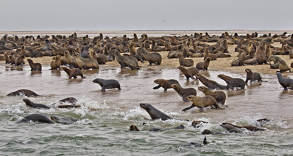 043 Brown Fur Seals (Arctocephalus pusillus) - Namibia