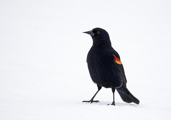 131 Red-winged blackbird (Agelaius phoeniceus) - CO