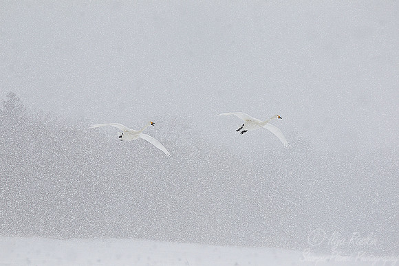 090 Whooper Swans (Cygnus cygnus) - Hokkaido Japan