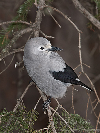 013 Gray Jay (Perisoreus canadensis) - Yellowstone