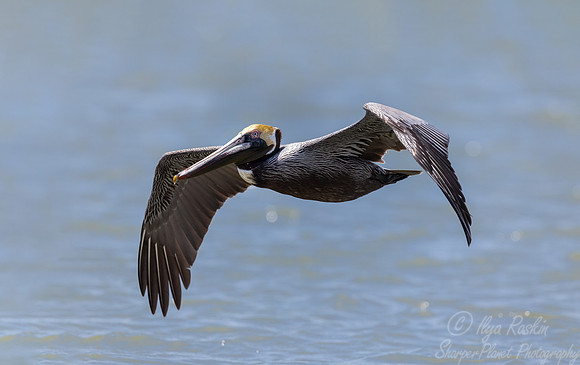 164 Brown pelican (Pelecanus occidentalis) - SC