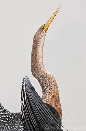 004 Anhinga - Pantanal Brazil